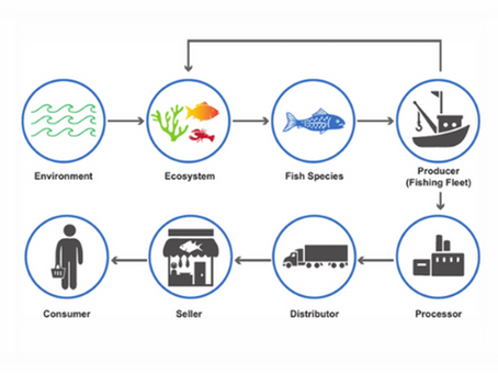 KOLTIVA Perkuat Ketertelusuran Rantai Pasok Seafood dengan Bergabungnya Conservation Alliance for Seafood Solutions